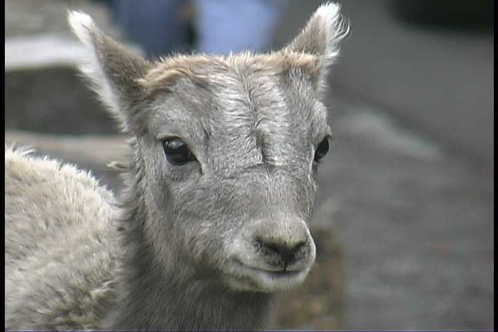 lamb00006.jpg